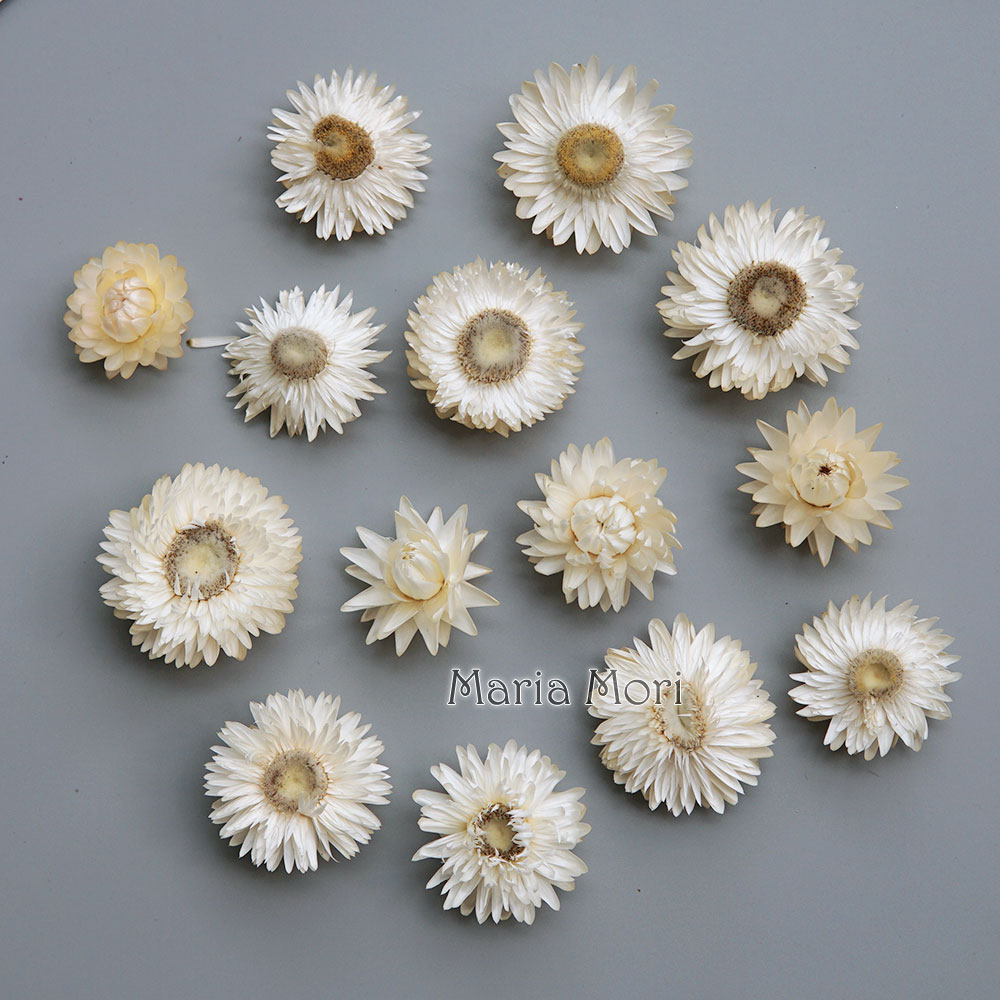 Doğal kurutulmuş renkli krizan - Baby Products For Bathing incelemesi ve fiyatı